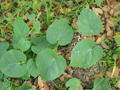 Matelea reticulata