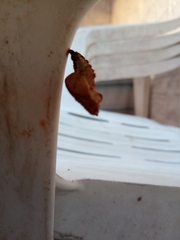 Lepidoptera
