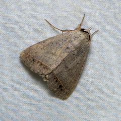 Pantydia capistrata