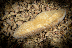Ctenactis crassa