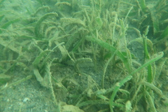 Halodule uninervis