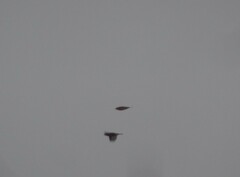 Fringilla montifringilla