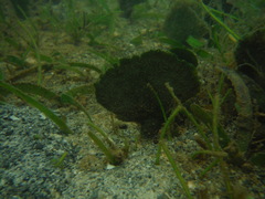 Udotea flabellum