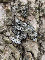 Physconia perisidiosa