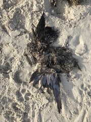 Melanitta perspicillata