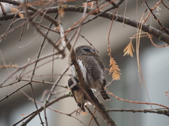 Glaucidium gnoma