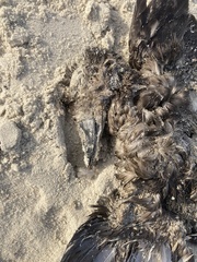 Melanitta perspicillata