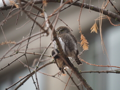 Glaucidium gnoma