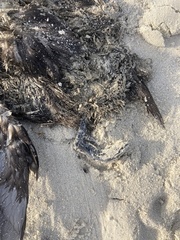 Melanitta perspicillata