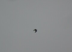 Accipiter nisus