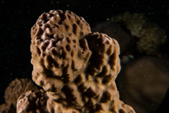 Porites rus