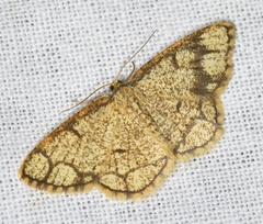 Stegania cararia