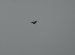 Accipiter nisus