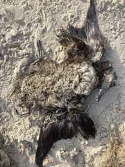 Melanitta perspicillata