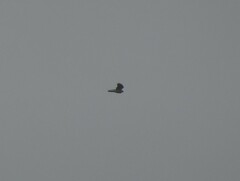 Accipiter nisus