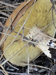 Suillus pseudobrevipes