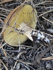 Suillus pseudobrevipes