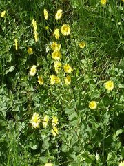 Doronicum plantagineum