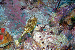 Acanthostracion polygonium