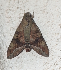 Nephele comma