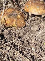 Suillus pseudobrevipes