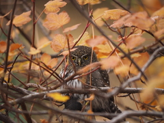 Glaucidium gnoma
