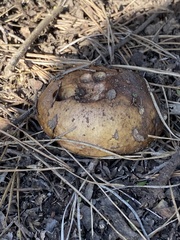 Suillus pseudobrevipes
