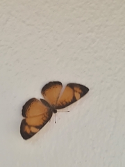 Tegosa