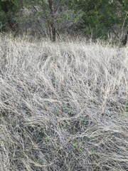 Sporobolus compositus