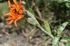 Criscia stricta
