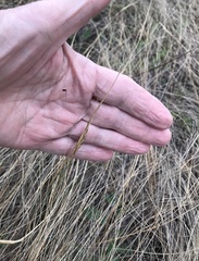 Sporobolus compositus