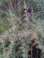 Asparagus suaveolens