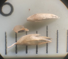 Sporobolus compositus