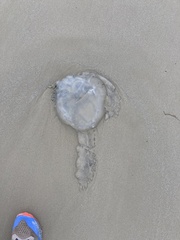 Rhizostomatidae