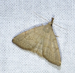 Pechipogo strigilata