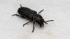 Spondylis buprestoides