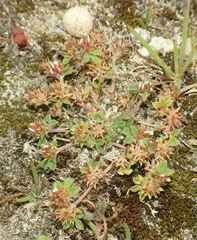 Trifolium scabrum