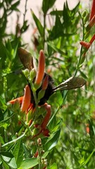 Xylocopa tabaniformis androleuca