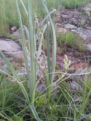 Hypoxis rigidula
