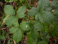 Rubus hylocharis