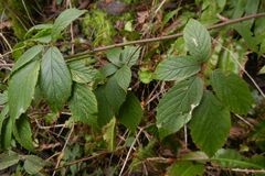 Rubus hylocharis