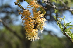 Prosopis affinis