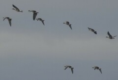 Anser brachyrhynchus