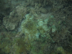 Sansibia flava