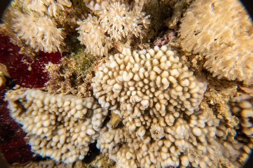 Montipora verrucosa observed 2022-10-09