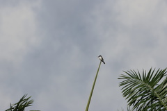 Tyrannus caudifasciatus