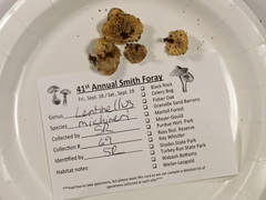 Lentinellus subaustralis