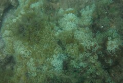 Sansibia flava