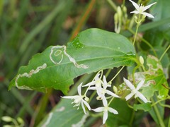 Clematis glycinoides