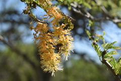 Prosopis affinis